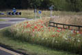 Wildflowers Poppies on the A689 Sedgefield