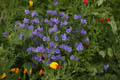 Wildflowers Purple flowers on the A689 Sedgefield
