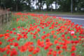 Wildflowers Close up of poppies on the A689 Sedgefield