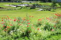 Wildflowers Poppies at Bishop Auckland Town Park