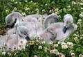 Signets credit Mark Rothery