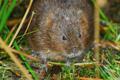 Water Vole with White Spot credit Mark Rothery