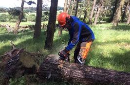 Image of man felling a tree
