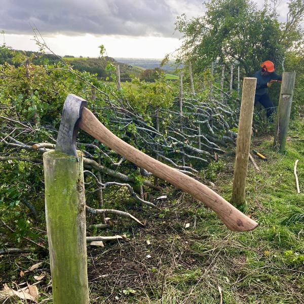 Hedgelaying competition 2023