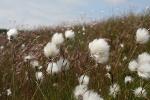 Cotton Grass Eriophorum angustifolium