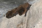 Pipistrelle bats Pipistrellus pipistrellus