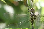 Southern Hawker dragonfly Aeshna cyanea