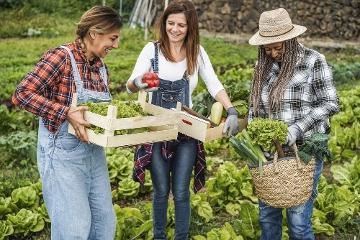 Three women picking vegetables in a vegetable garden