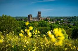 Yellow flowers with Durham Cathedral in background