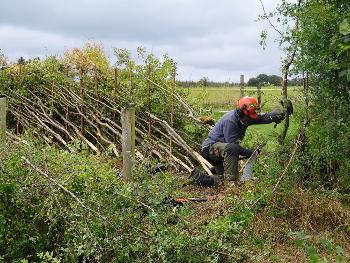 hedgelaying competition 2024