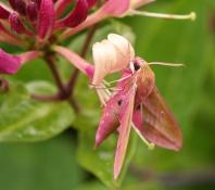 Elephant hawkmoth