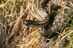 Wildlife in County Durham Adder