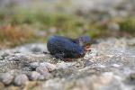 Wildlife in County Durham Great Crested Newt