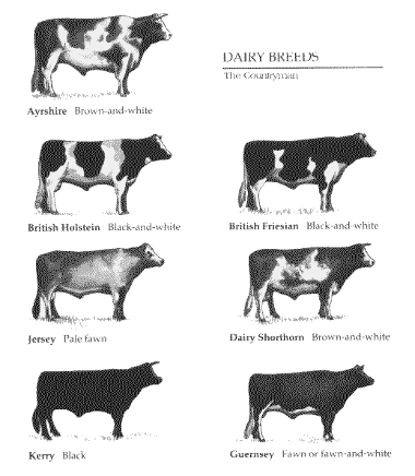 Dairy Breeds - image courtesy of Countryman Magazine